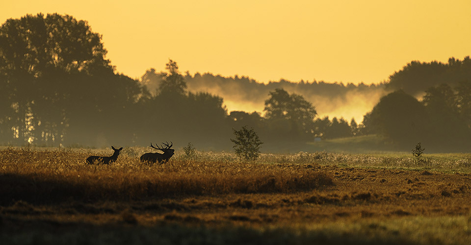 Red Deer